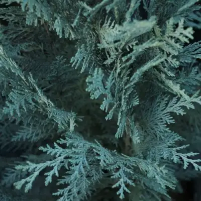 Кипарисовик ВАН ПЕЛЬТС БЛЮ лавсона в Полоцке