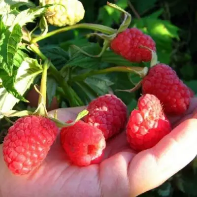 Малина ГОРДОСТЬ РОССИИ в Полоцке