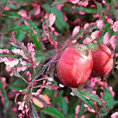Слива ХЕССЕЙ декоративная в Полоцке
