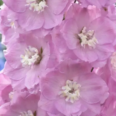 Дельфиниум ПЕТТИКОУТ гибридный в Полоцке