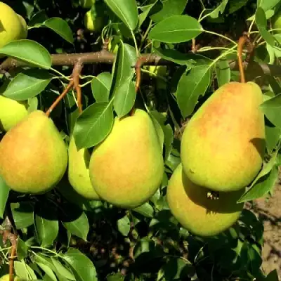 Груша ФЛЕЙТА в Полоцке