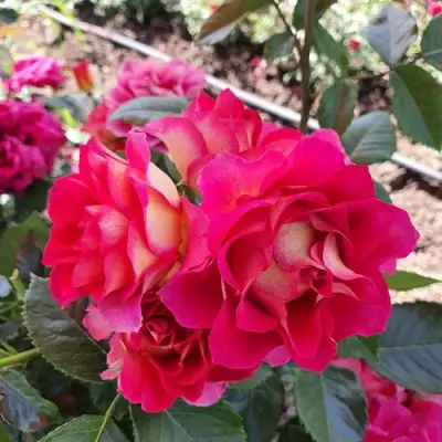 Роза БРЕРА флорибунда в Полоцке