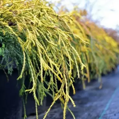 Кипарисовик ВАВЕЛ горохоплодный в Полоцке