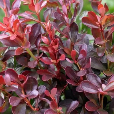 Барбарис АТРОПУРПУРЕА НАНА тунберга в Полоцке