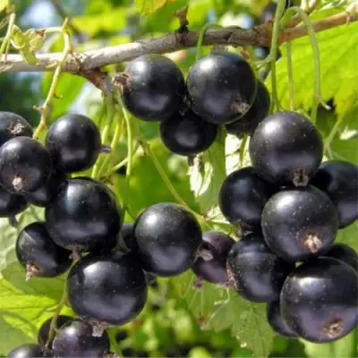 Смородина черная ОРЛОВСКИЙ ВАЛЬС в Полоцке