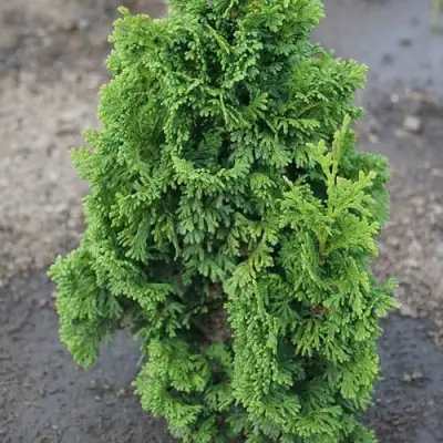 Туя ЗМАТЛИК западная в Полоцке