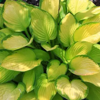 Хоста ГОЛД СТАНДАРТ Форчуна в Полоцке