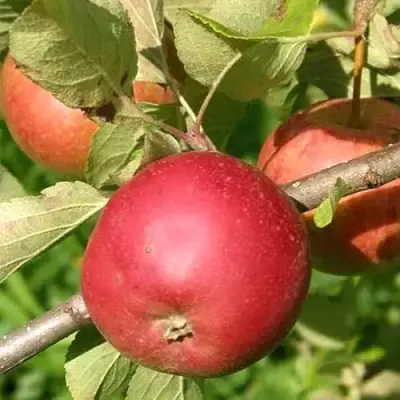 Яблоня ПОСПЕХ в Полоцке