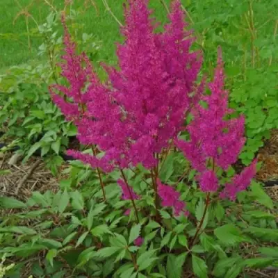 Астильба ЭЛИЗАБЕТ ВАН ВИН японская в Полоцке