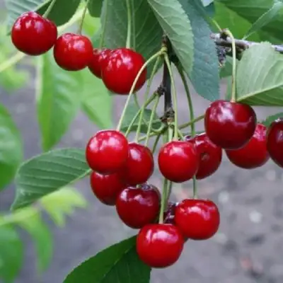 Вишня ЗАРАНКА в Полоцке