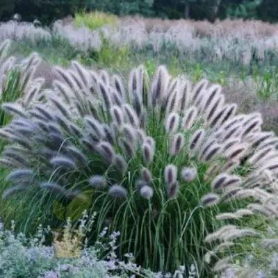Пеннисетум БЛЭК БЬЮТИ в Полоцке
