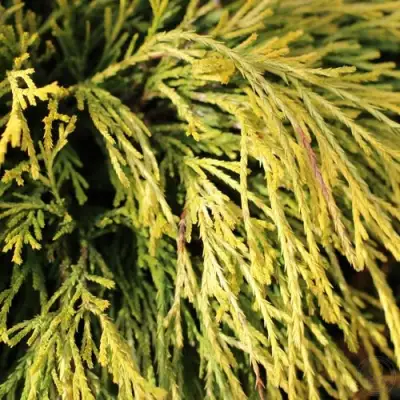 Кипарисовик ГОЛДЕН МОП горохоплодный в Полоцке