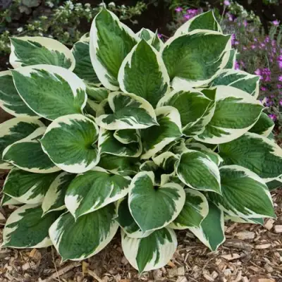 Хоста КАРИН гибридная в Полоцке