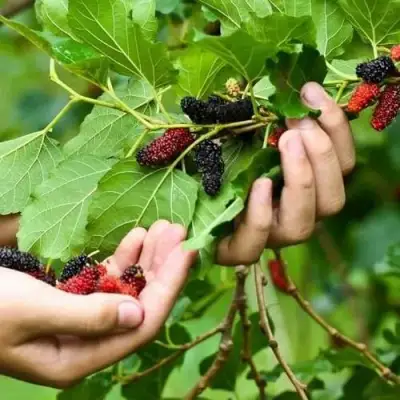 Шелковица ГАЛИЦИЯ в Полоцке