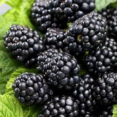 Ежевика БЖЕЗИНА бесшипная  в Полоцке