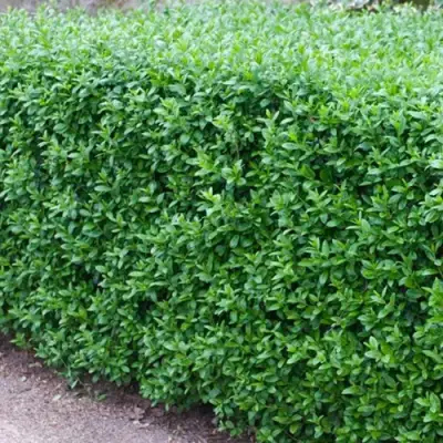 Бирючина обыкновенная АТРОВИРЕНС в Полоцке