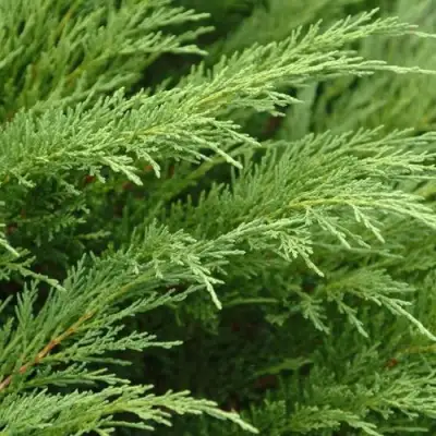 Можжевельник ТАМАРИСЦИФОЛИЯ казацкий  в Полоцке