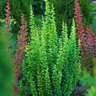 Барбарис ЭРЕКТА тунберга в Полоцке