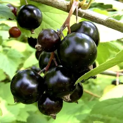 Смородина чёрная ШАРОВИДНАЯ в Полоцке