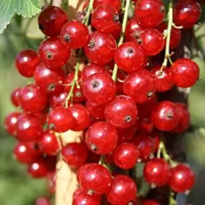 Смородина красная РОНДОМ в Полоцке