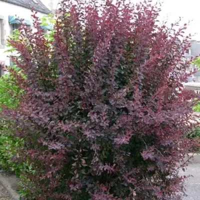 Барбарис АТРОПУРПУРЕА тунберга в Полоцке