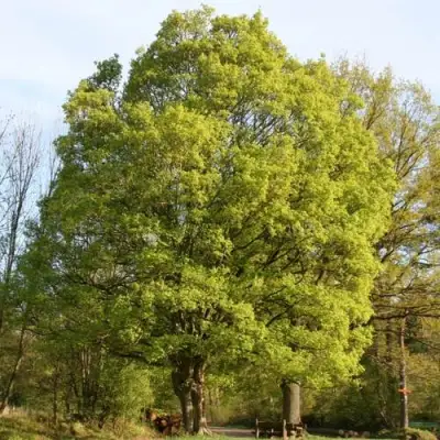 Клен полевой в Полоцке