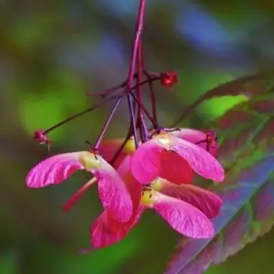 Клен пальмолистный в Полоцке