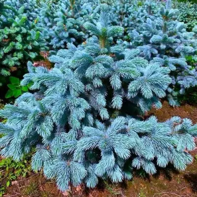 Ель СУПЕР БЛЮ СИДЛИНГ колючая в Полоцке