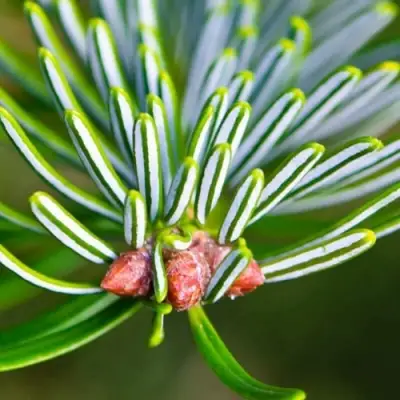 Пихта белая в Полоцке