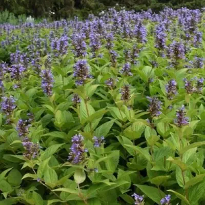 Котовник БЛЮ ДРИМС полусидячий в Полоцке