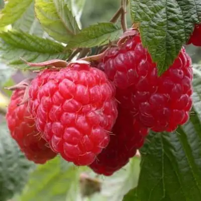 Малина ГЕРАКЛ в Полоцке