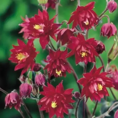 Аквилегия РУБИ ПОРТ обыкновенная в Полоцке