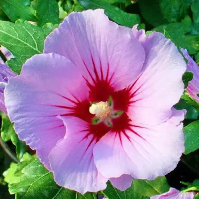 Гибискус ПИНК ФЛИРТ сирийский в Полоцке