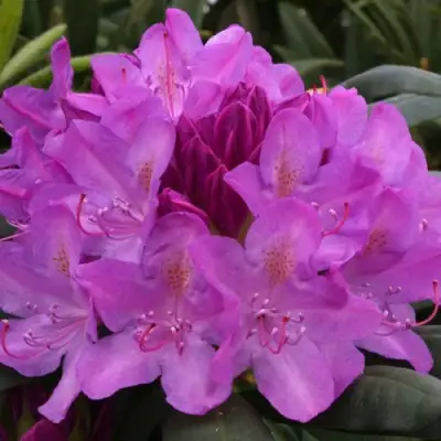 Рододендрон РОЗЕУМ ЭЛЕГАНС в Полоцке