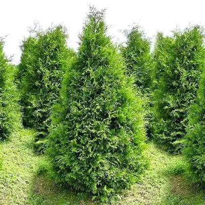 Туя БРАБАНТ западная в Полоцке