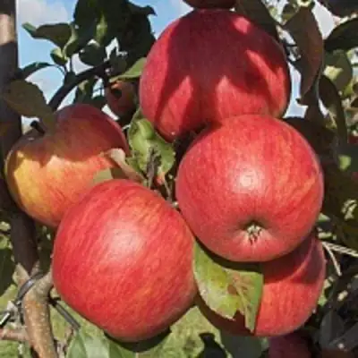 Яблоня ПЕРСИКОВАЯ в Полоцке