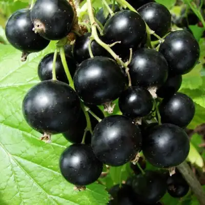 Смородина чёрная ЭКЗОТИКА в Полоцке