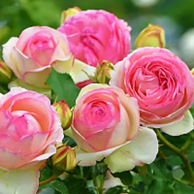 Роза ПЬЕР ДЕ РОНСАР плетистая в Полоцке