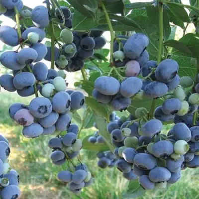 Голубика ЛИБЕРТИ в Полоцке