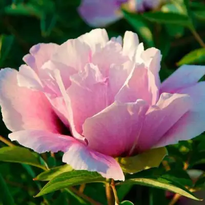 Пион ВРАТА ХРАМА древовидный  в Полоцке