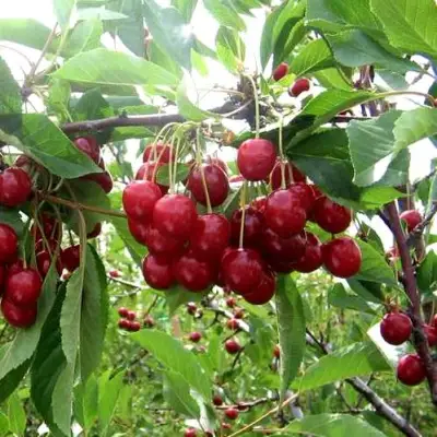 Вишня ТУРГЕНЕВКА в Полоцке