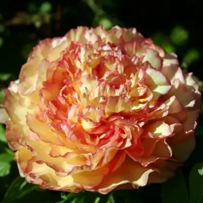 Пион ЗОЛОТАЯ РОССЫПЬ древовидный в Полоцке