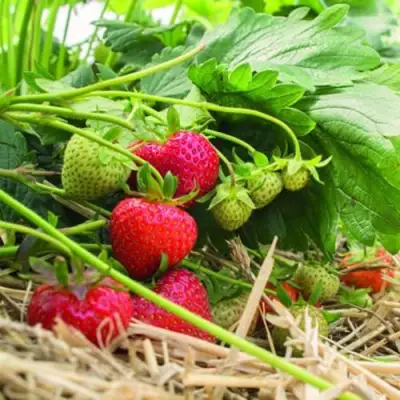 Клубника ЭЛЬСАНТА в Полоцке