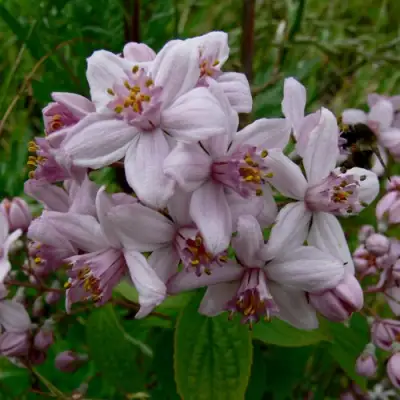 Дейция МОУНТ РОУЗ в Полоцке