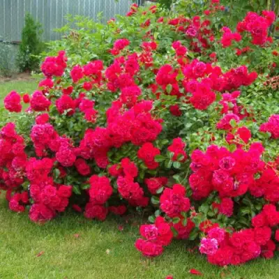 Роза РАДОСТЬ САДОВНИКА (ГАРТЕН ФРОЙДЕ) почвопокровная в Полоцке