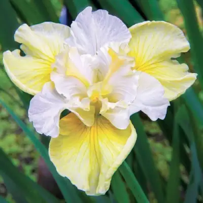 Ирис ЙЕЛЛОУ ТЕЙЛ сибирский в Полоцке