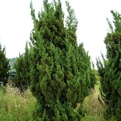 Можжевельник КАЙЗУКА китайский в Полоцке