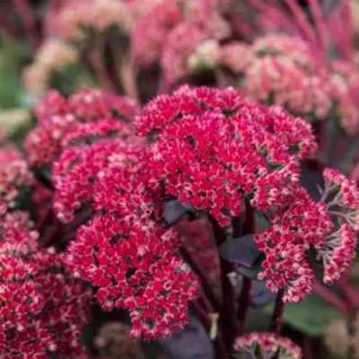 Очиток (седум) РЕД КАУЛИ в Полоцке