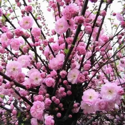 Миндаль ТРЁХЛОПАСТНЫЙ (луизеания) в Полоцке