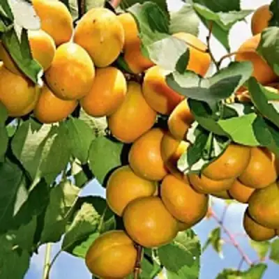 Абрикос БРЯНСКИЙ РАННИЙ в Полоцке